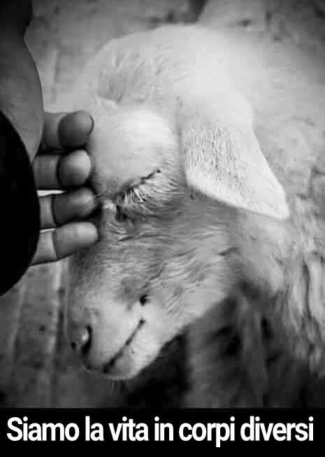 MariaRo85819362's tweet photo. GLI ANIMALI SONO ANIME PURE DEGNE DI RISPETTO, FORSE ANCHE PIÙ DELL'ESSERE UMANO!
#agnello #cucciolo #cub #baby #rispettopertuttiglianimali #animali #giancarlodesalvo #salviamoglianimali
#esserisenzienti #animaliliberi #animals #animalsfreedom #loveanimals #repost #fotografia https://t.co/azx3efMeSw