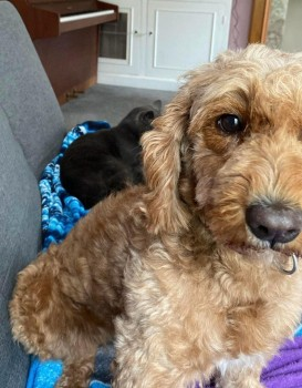 millypod1's tweet photo. ๐1 APR 2025 #Lost LILLY #ScanMe
Apricot Cockerpoo Female
#RhosOnSea last seen on the #A55 #Mochdre/#Rhos #Wales #LL28
https://t.co/qb52v6f6Kb https://t.co/8PWoqAeifb