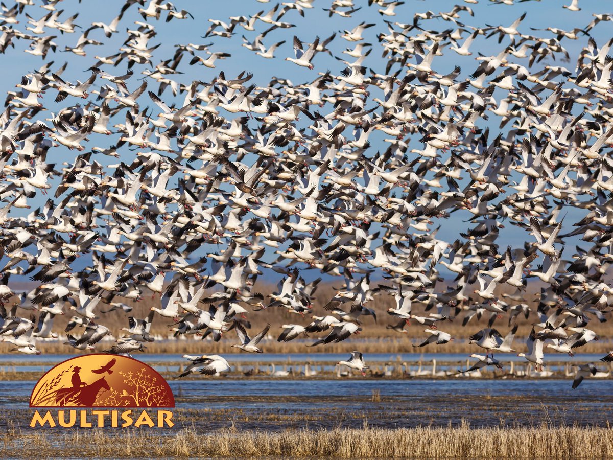 Snow geese are currently making their way through the prairies by the thousands! Keep your eyes on fields and in the sky to witness this breathtaking migration as they continue their journey northward!
