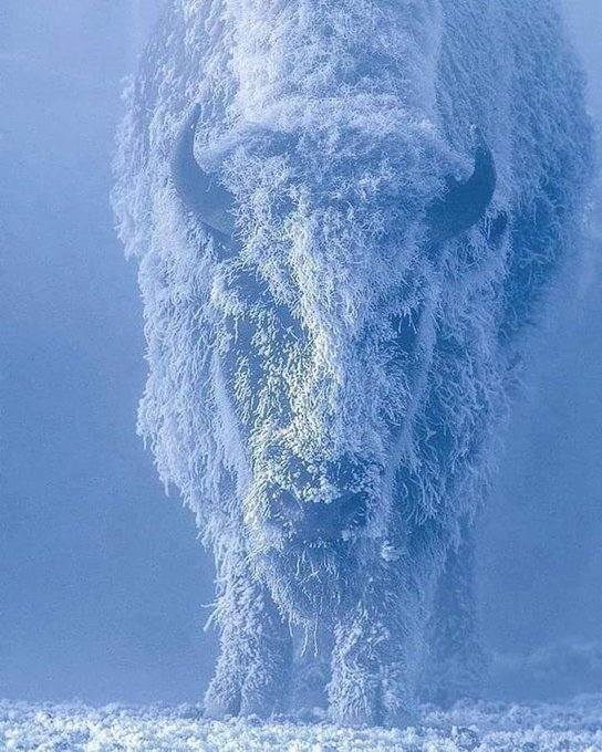 honordetigre's tweet photo. La Belleza oculta de la Vida Salvaje –— Hilo🧵

1. Bisonte a 35 grados bajo cero. 
Parque Nacional de Yellowstone, Estados Unidos. Fotografía de Tom Murphy. https://t.co/WqDneOBues