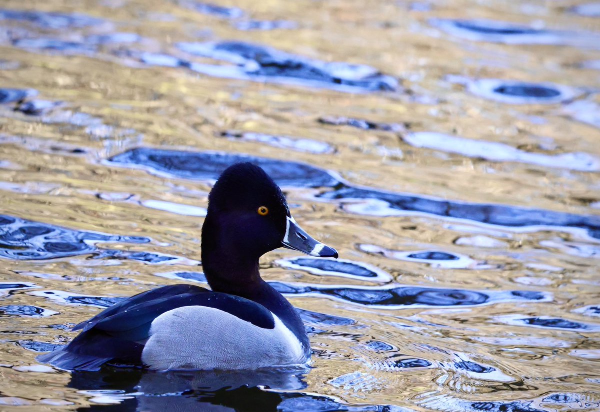Ring-necked Duck (Adult Male) @ The Farmleigh House &amp; Estate Pond, Phoenix Park, Co. Dublin on 02nd, April, 2025.