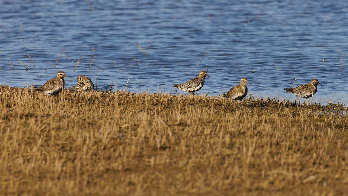 Mark Tyrrell (@marktyrrell66) on Twitter photo Four Black-tailed Godwits and five summer plumage Golden Plover <a href="/wildlifebcn/">The Wildlife Trust for Beds, Cambs & Northants</a> Summer Leys. #Northantsbirds Four Black-tailed Godwits and five summer plumage Golden Plover <a href="/wildlifebcn/">The Wildlife Trust for Beds, Cambs & Northants</a> Summer Leys. #Northantsbirds