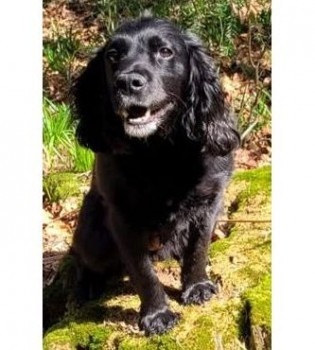 millypod1's tweet photo. π1 APR 2025 #Lost CORKIE & COCO #ScanMe
2 Black Cocker Spaniel Females
MUM & DAUGHTER. PLEASE SHARE.
#MaidenBradley #Warminster #Wiltshire #BA12 https://t.co/U3COvhqqNC
https://t.co/ESimdnqzK7 https://t.co/tkIORCMAGy