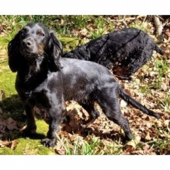 millypod1's tweet photo. π1 APR 2025 #Lost CORKIE & COCO #ScanMe
2 Black Cocker Spaniel Females
MUM & DAUGHTER. PLEASE SHARE.
#MaidenBradley #Warminster #Wiltshire #BA12 https://t.co/U3COvhqqNC
https://t.co/ESimdnqzK7 https://t.co/tkIORCMAGy