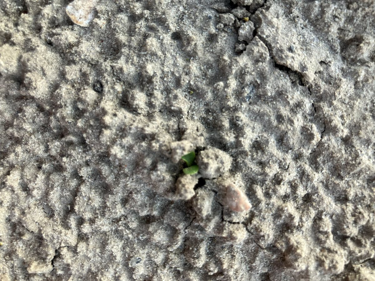 Quelle force 💪 pour voir le soleil 🌞 <a href="/Chicoree_Leroux/">Chicorée Leroux</a>  
#Dunite sélection <a href="/GroupeFDesprez/">Florimond Desprez</a> Allez encore un petit effort 🤞