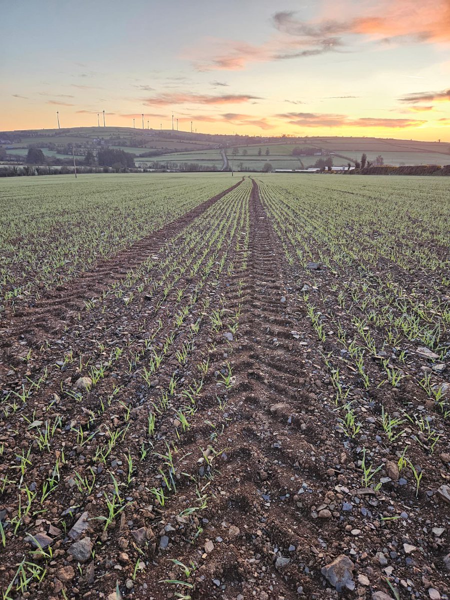 Cooney Furlong Grain (@cooneyfurlong) on Twitter photo Glenn was out walking crops this morning, checking in on Mermaid spring barley. Drilled on 6th March, this crop is already moving along nicely after receiving its first split of SuperCan CCF yesterday evening.
<a href="/Tim_Seedtech/">Tim O'Donovan</a> <a href="/seedtechnology/">Seed Technology Ltd</a> Glenn was out walking crops this morning, checking in on Mermaid spring barley. Drilled on 6th March, this crop is already moving along nicely after receiving its first split of SuperCan CCF yesterday evening.
<a href="/Tim_Seedtech/">Tim O'Donovan</a> <a href="/seedtechnology/">Seed Technology Ltd</a>