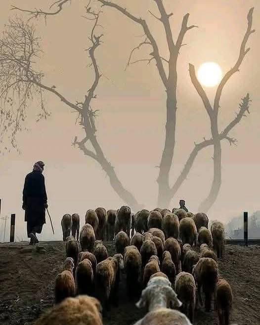 تعيش الأغنام طوال حياتها خائفة من الذئب ثم يأكلها الراعي..
#الحياة_قصة_قصيرة