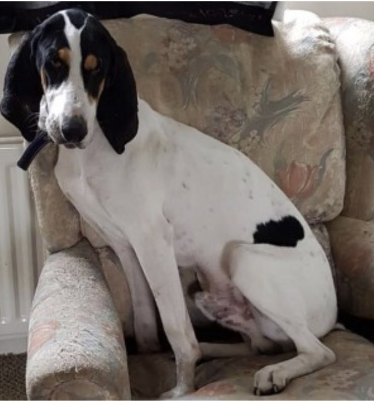rosieDoc2's tweet photo. #SpanielHour
PASTIS Male #Hound type white with black spots Adult
Could #SpanielLovers PLS RT & lookout for him
#Stolen around 8/12/21 was thought escaped garden #SpaFarm #Thirsk #NorthYorkshire #YO7
His owner just wants him home
https://t.co/zhAFeoyB5R
@BitofDecorum @bs2510 https://t.co/vRBvSZksMn