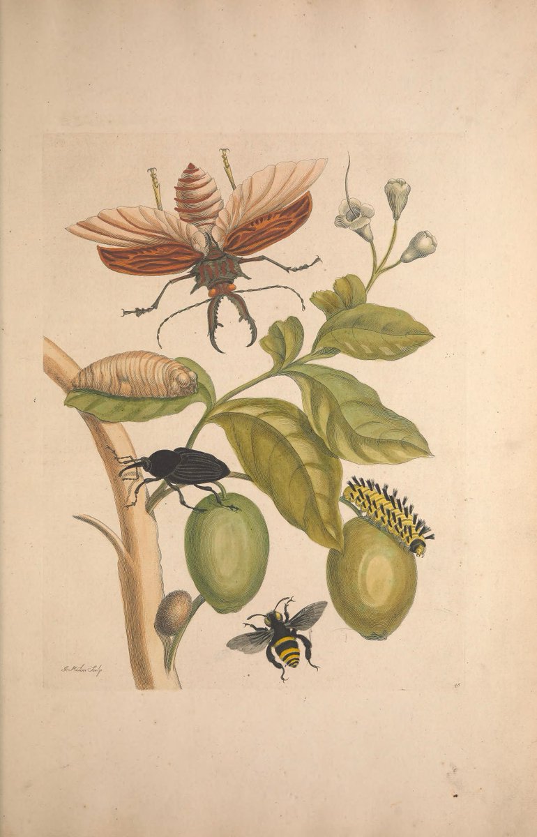 Pioneering naturalist &amp; scientific illustrator Maria Sibylla Merian was born #OTD in 1647.

In 1699 Merian went on the first-ever purely scientific expedition to the Dutch colony of Suriname where she documented intricate plant-insect interactions with beautiful artwork. (📸BHL)