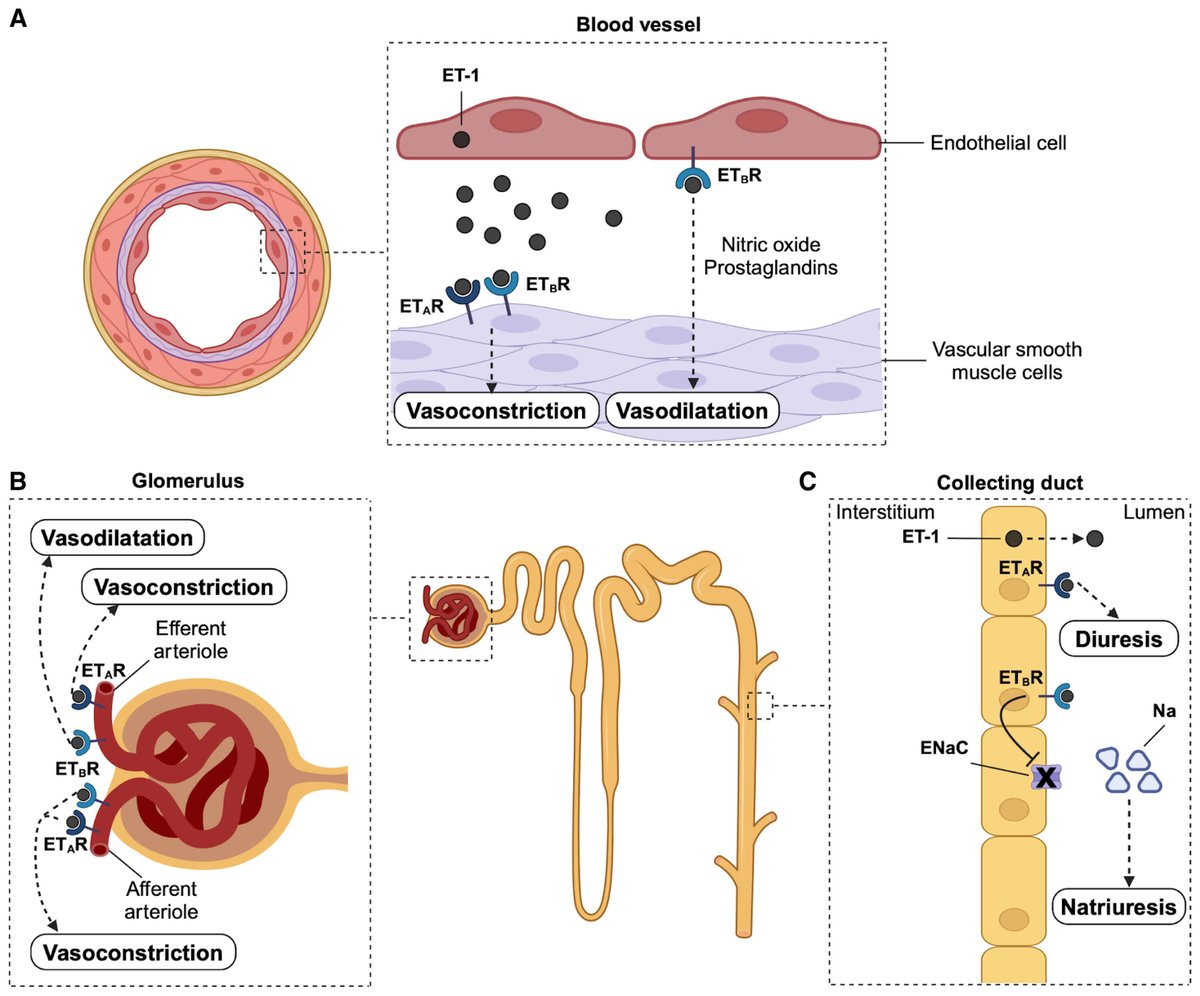 EDITORIAL: Endothelin Antagonism: A New Era for Resistant Hypertension?

ahajrnls.org/4j3vl0U