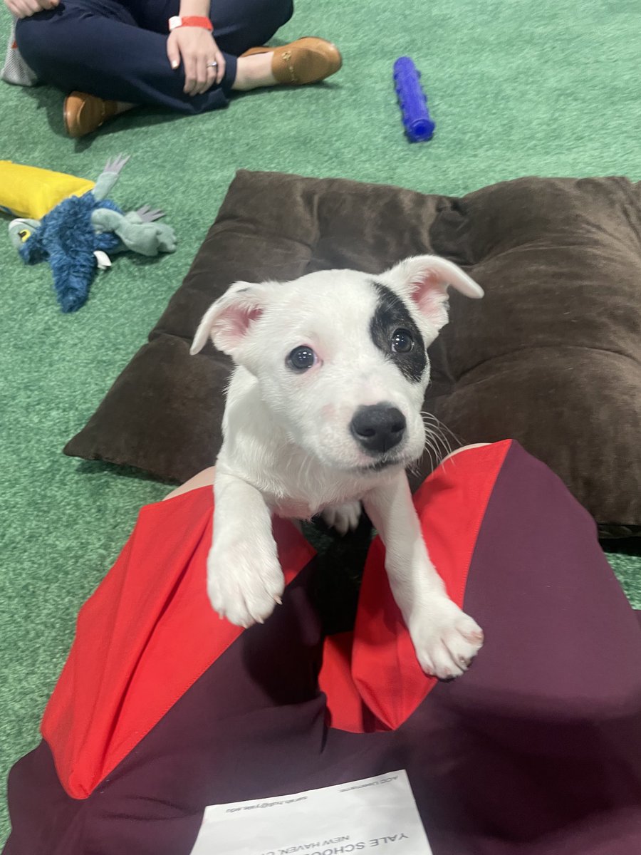 hull_md's tweet image. Observational data associate dog ownership w/better mental health, HTN control, CV mortality; possibly mediated by ⬇️SNS activation & ⬆️physical activity. Potentially confounded by other variables, but nonetheless enjoying puppy love @ACCinTouch #ACC25 & @YaleMed