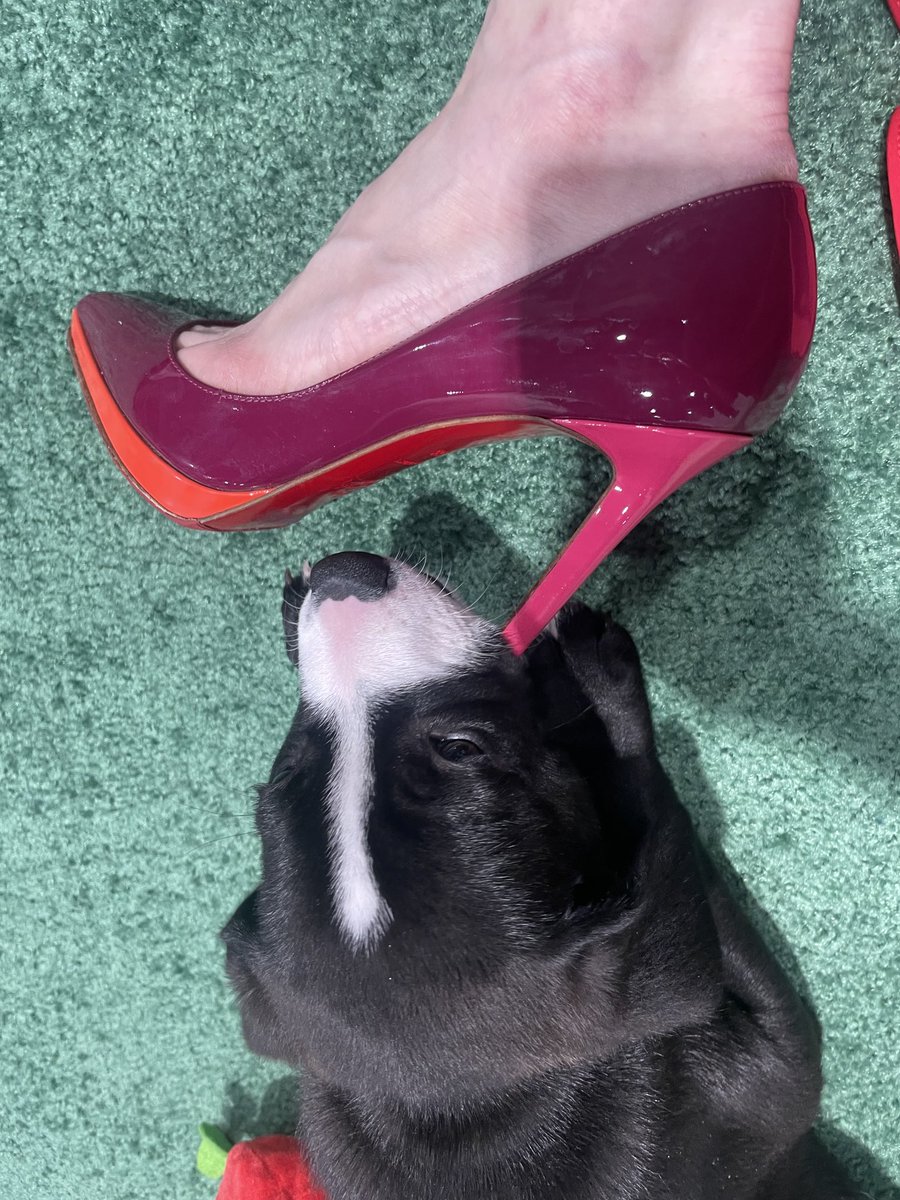 hull_md's tweet image. Observational data associate dog ownership w/better mental health, HTN control, CV mortality; possibly mediated by ⬇️SNS activation & ⬆️physical activity. Potentially confounded by other variables, but nonetheless enjoying puppy love @ACCinTouch #ACC25 & @YaleMed