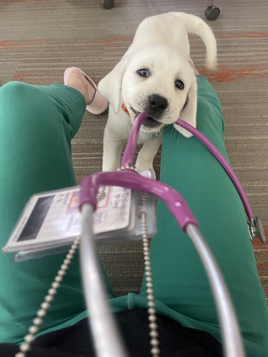 hull_md's tweet image. Observational data associate dog ownership w/better mental health, HTN control, CV mortality; possibly mediated by ⬇️SNS activation & ⬆️physical activity. Potentially confounded by other variables, but nonetheless enjoying puppy love @ACCinTouch #ACC25 & @YaleMed