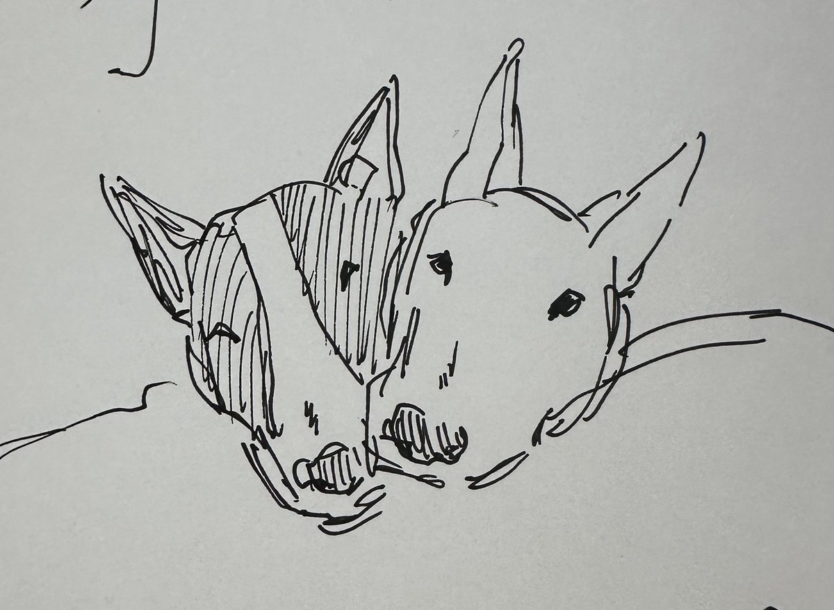 galileosBeast's tweet image. bull terriers is butch4butch