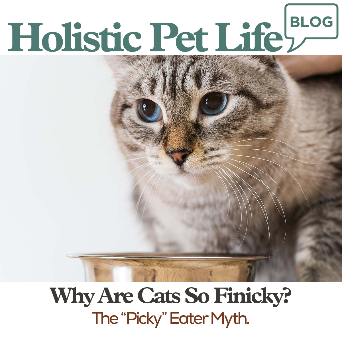 Why are cats so finicky? Ah, our apex predators! You’d think their feast-or-famine instincts would lead them to devour every morsel we put in front of them. Silly humans. allprovide.com/a/blog/why-are…