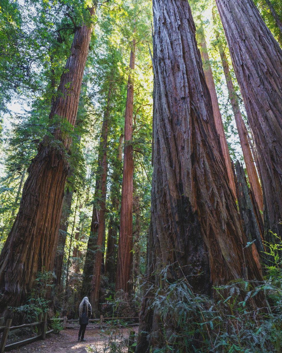There’s something magical about stepping into a redwood fairy ring.✨