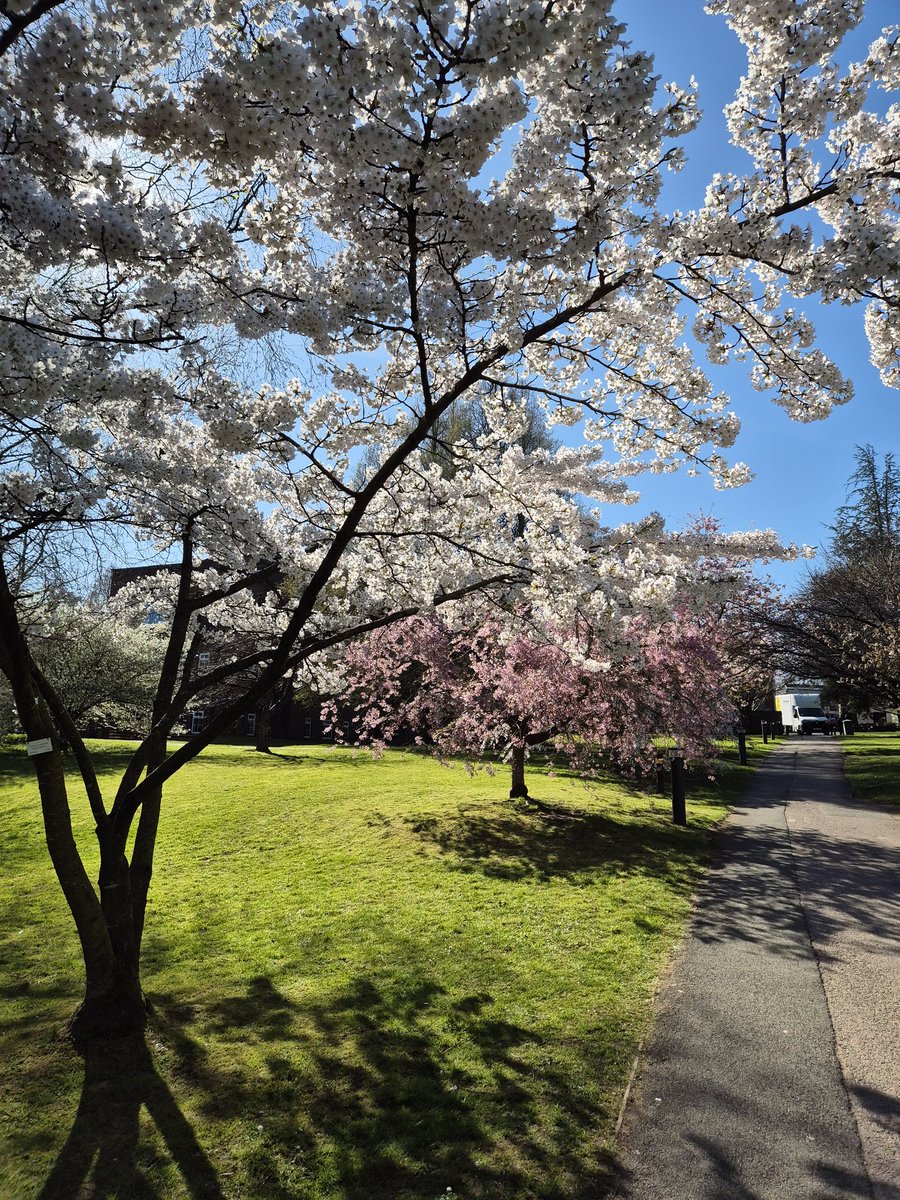 One of my favourite things about spring is seeing these trees come into blossom. Every year they look more beautiful 🩷

#thisiskeele #cherrytreewalk #spring