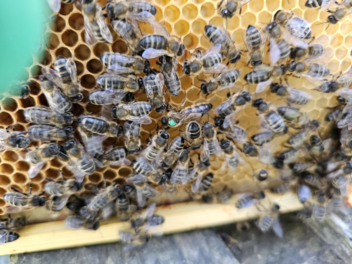 A stunning photo of one of our queen bees (the one with the green dot on her.) 
#LincsConnect 
#queenbee #bees #honeybees #honey