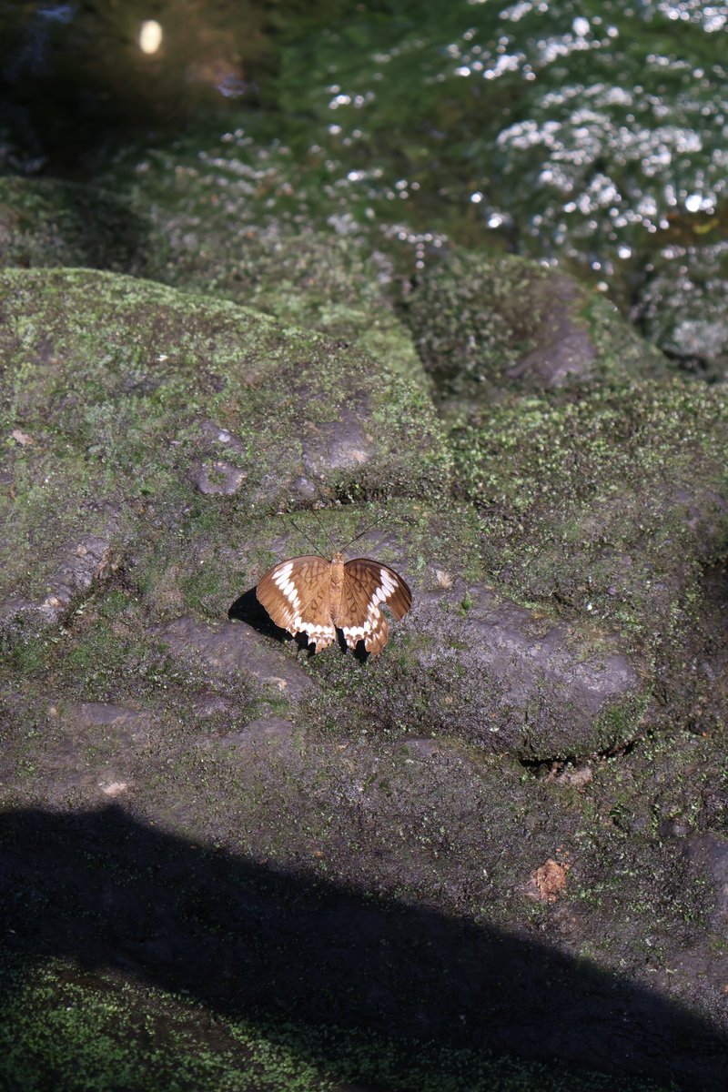Jhanakaruna's tweet photo. sitting by a river and noticed a little angel
sitting next to me too https://t.co/63rt37WIV5