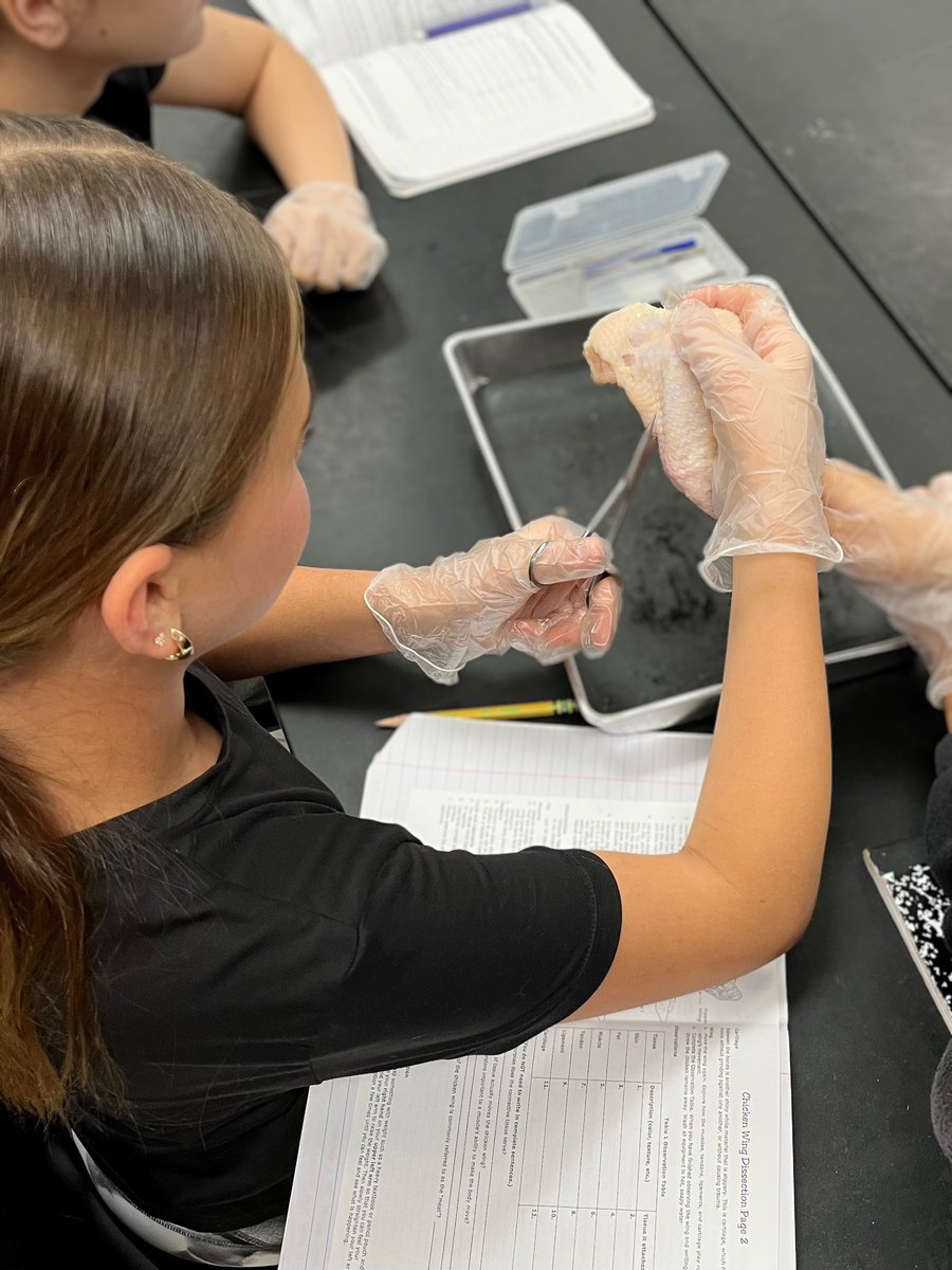 7th graders dissected chicken wings as part of our body system unit. They compared the integumentary, skeletal and muscular systems to humans.