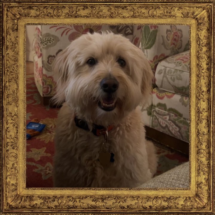 lucysmodigliani's tweet photo. my little puppy boy!!!!! #dogs4lucy (thx oomf) https://t.co/YtjsS7YP3N