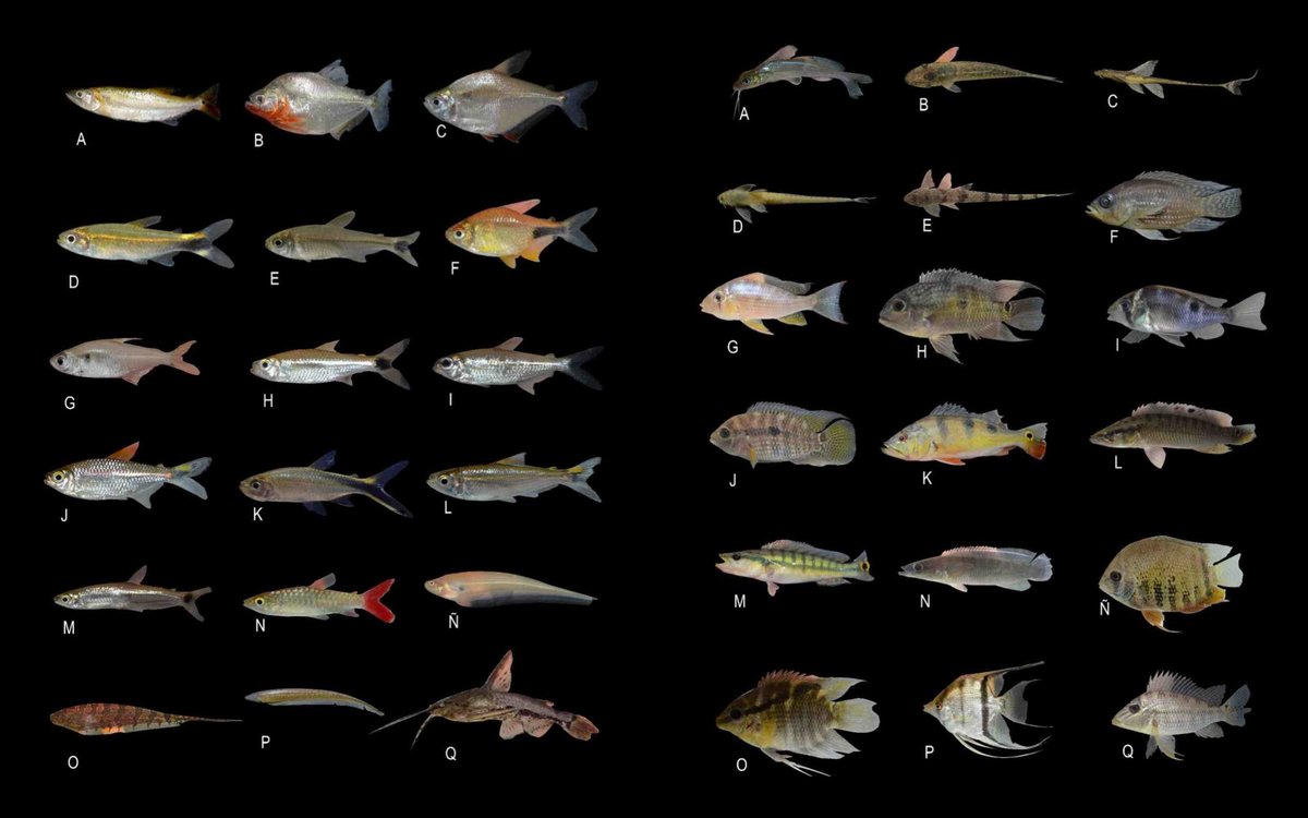 #IchthyofaunaChecklist - Fishes at Risk: Unveiling the Hidden Diversity of a Vulnerable Lake in the Peruvian Amazon Region.
🔓 scielo.org.pe/scielo.php?scr…