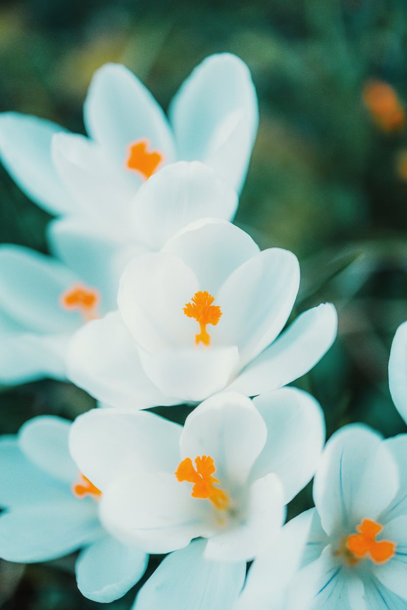 Spring. #vrtweer #spring #lente