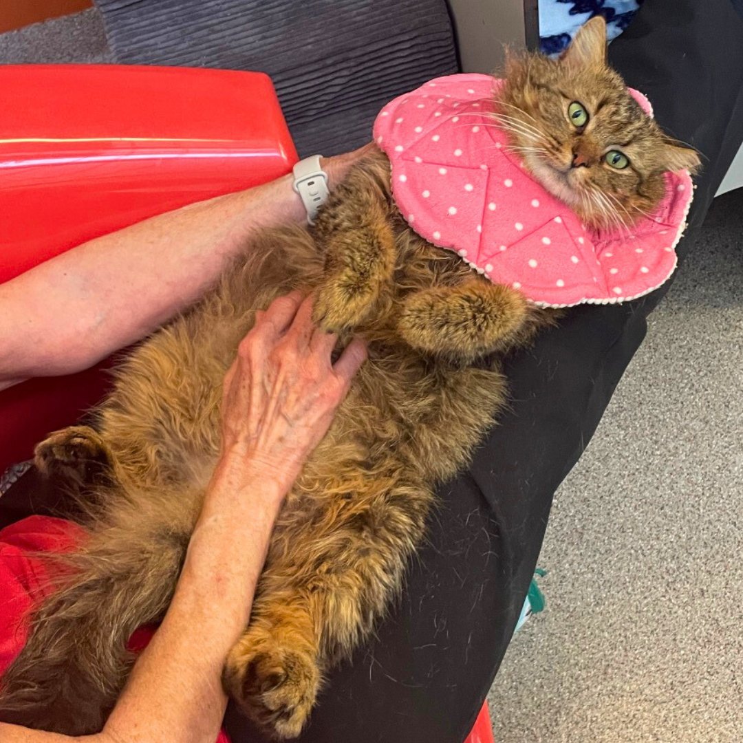 📷 Baker content of the week 📷

Interested in adopting this sweetheart and giving him a chance at a furever home? Check us out online at catdepot.org/adopt, fill out an application, and then one of our Adoption Counselors will reach out to schedule an appointment.