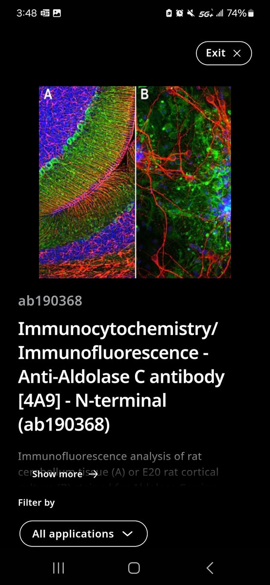 Question: do different companies sell the same antibody under different cat# and prices? I ask bc all of these companies use the same pic for their antibody and state that their cat# was used in the pic. They all recognize the same epitope.
