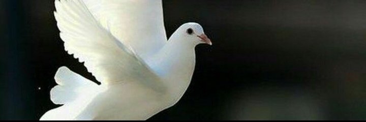 تابعني اتابعك السيف 🇾🇪اليماني (@ahmdaljrys22669) on Twitter photo 