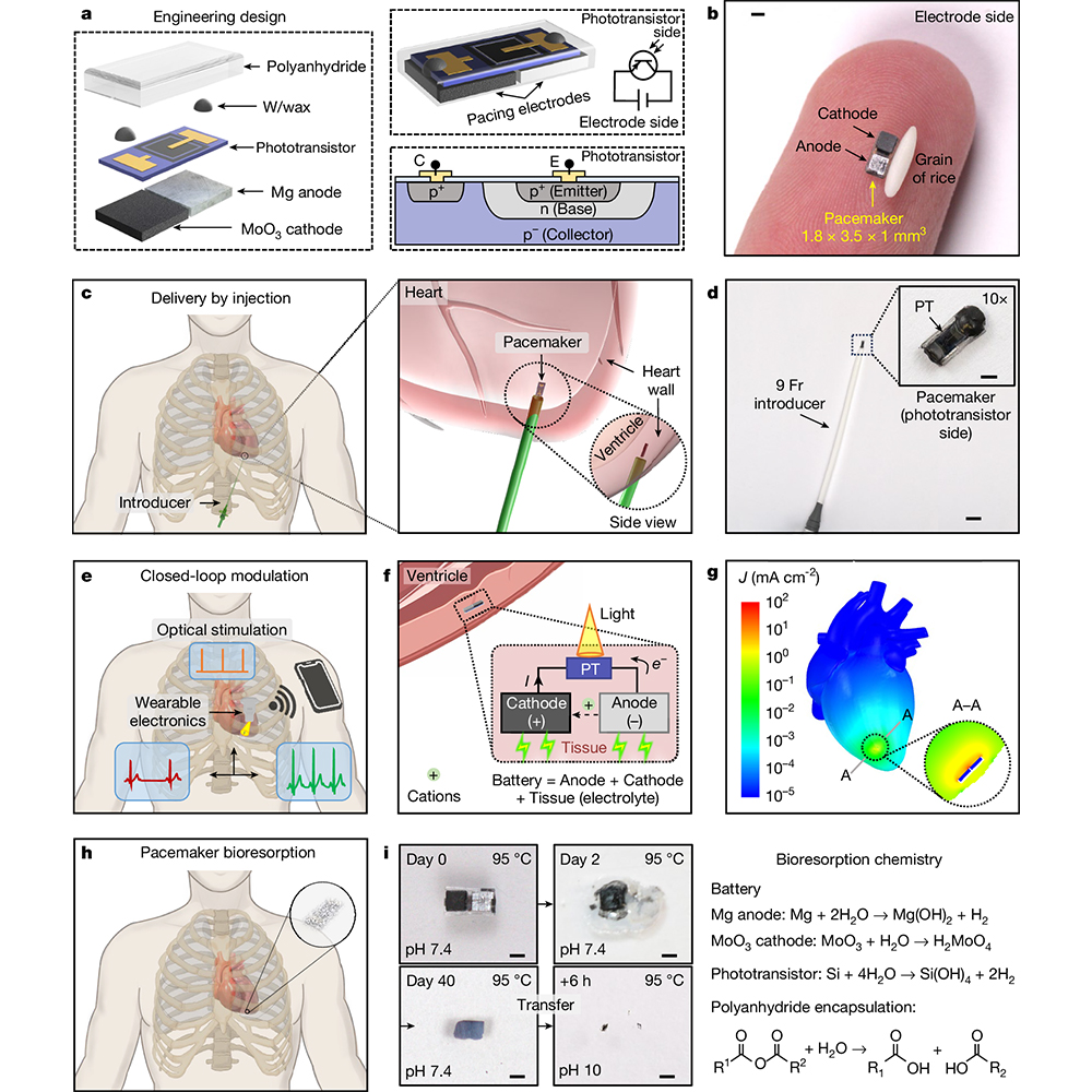 This is figure 1, which shows the design of injectable, self-powered, bioresorbable cardiac pacemakers with wireless, optoelectronic control. 
