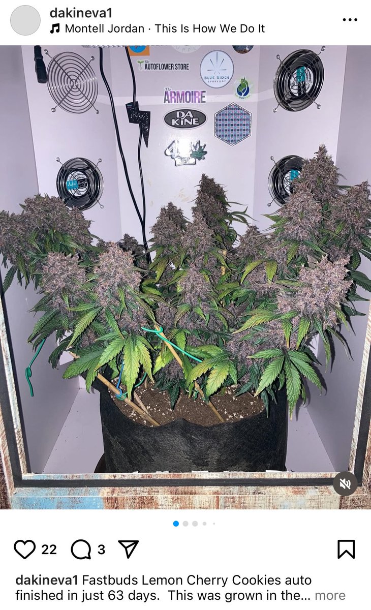 #homegrown #grownInTheArmoire