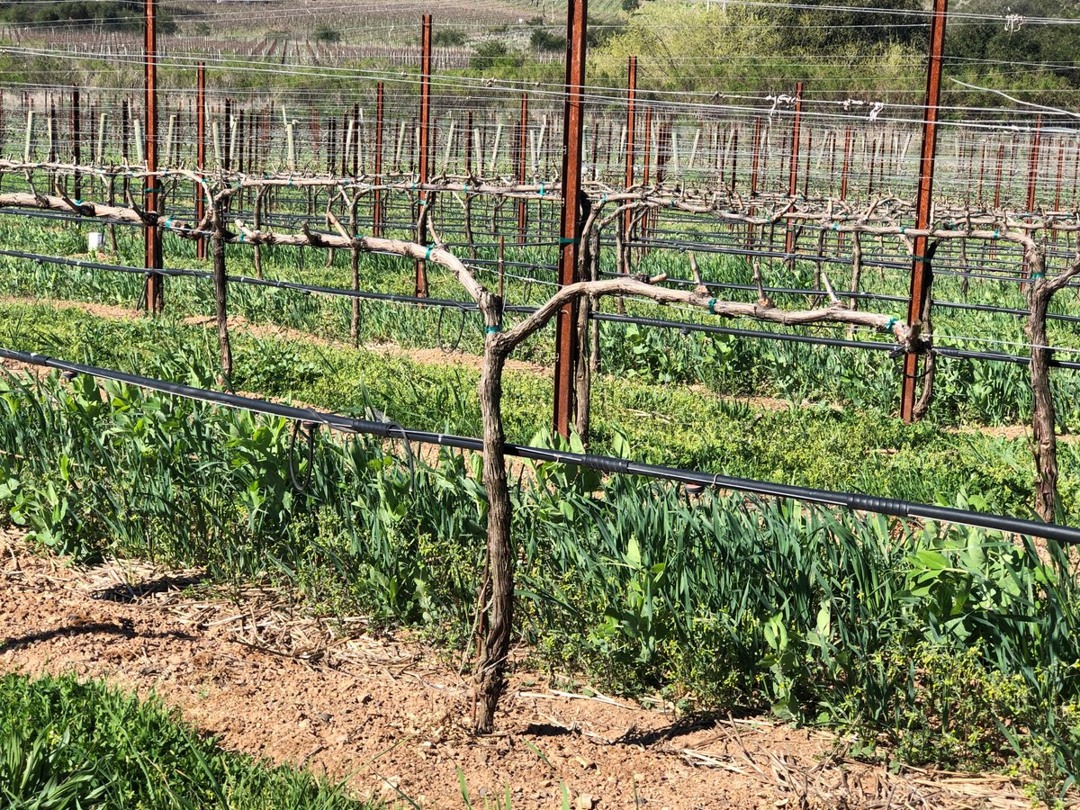 The vineyards are trimmed and trained, and up here at 1500 feet on Mt George in Napa Valley, Kenzo Estate is still waiting for budbreak, when leaves spring forth from the sleeping grapevines.