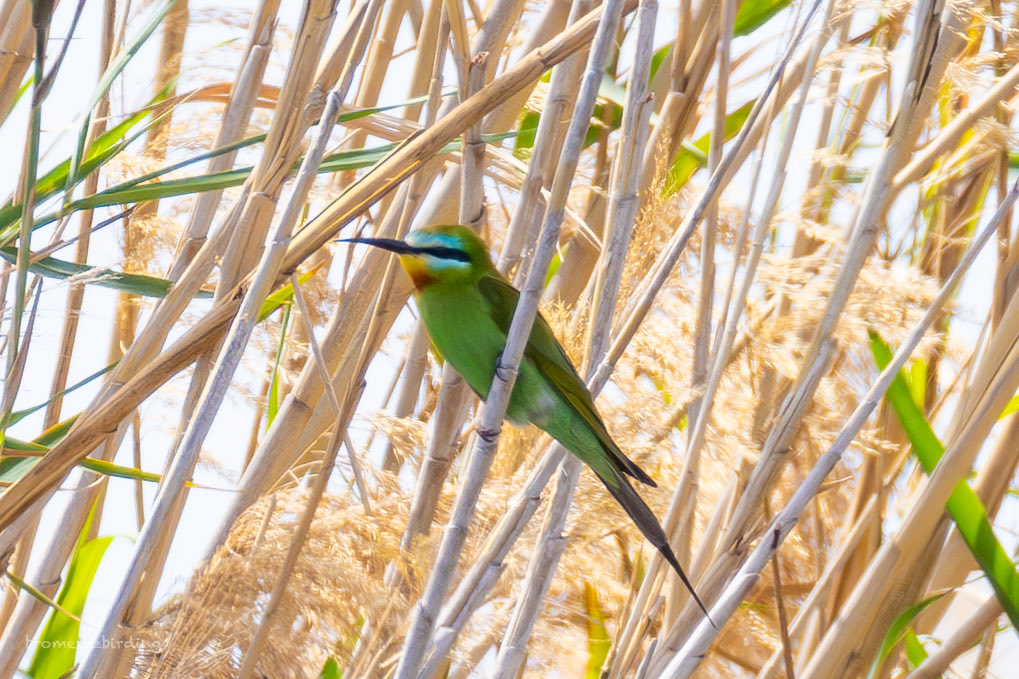 Blue-cheeked Bee-eater, Akrotiri Marsh 2 Apr 25, #cyprusbirds #birdsseenin2025