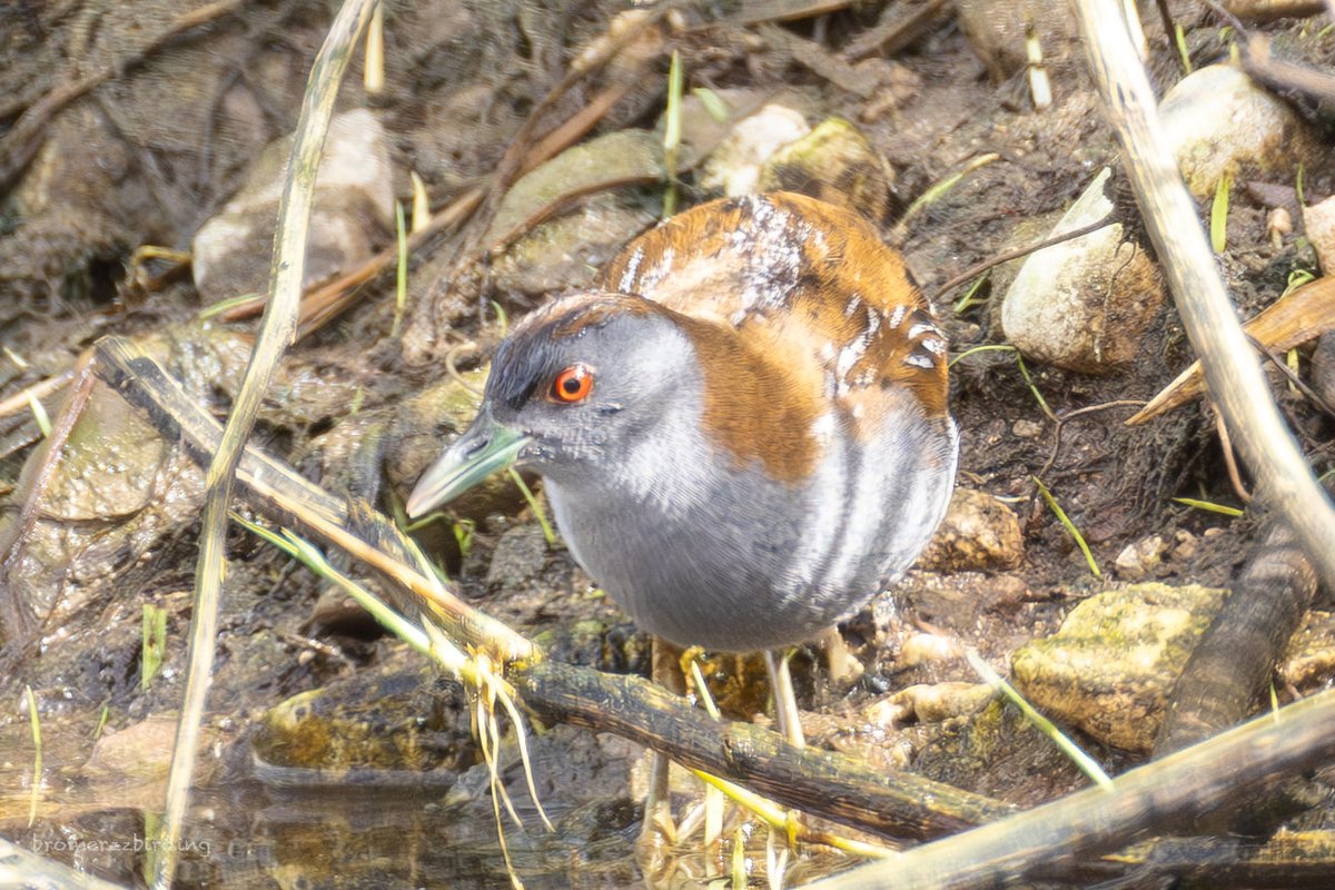 Baillon’s Crake, Ayia Varvara Pafos.2 Apr 25, #cyprusbirds #birdsseenin2025