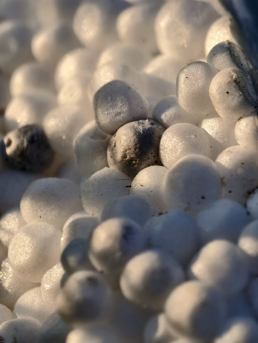SimonSaysHypno's tweet photo. #VivoX200pro #PerfectShot #supermacro #NorthernIreland https://t.co/4VPFjeqLCR