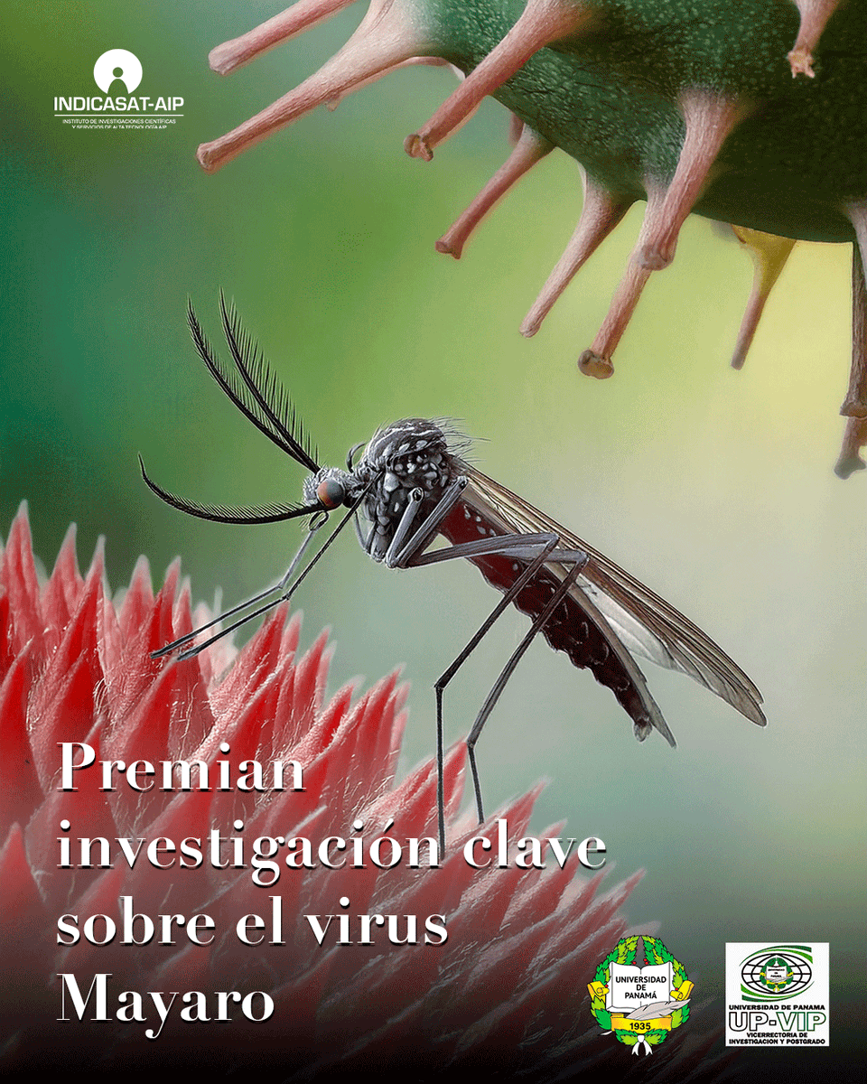 indicasat's tweet photo. 🎉 ¡Felicidades al Dr. Julio Castillo! 🎉
La Universidad de Panamá reconoce su talento al otorgarle fondos CUFI 2024 por su innovador estudio sobre la respuesta antiviral al virus Mayaro (MAYV) con RNAseq.
👏 ¡Enhorabuena por este logro!
🔬✨ #InvestigaciónUP #RNAseq #Mayaro https://t.co/5xNICakKGp