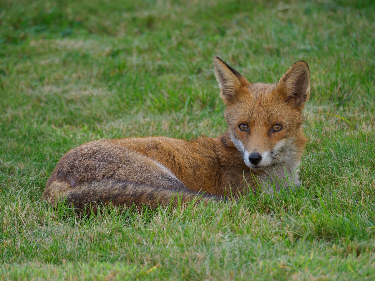 BREAKING: 

Govt to launch consultation on banning trail hunting this autumn.