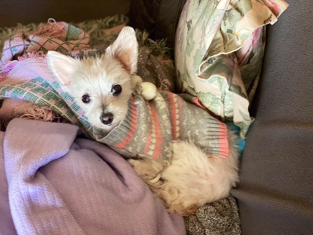 You can’t scroll by without saying hi 🐾