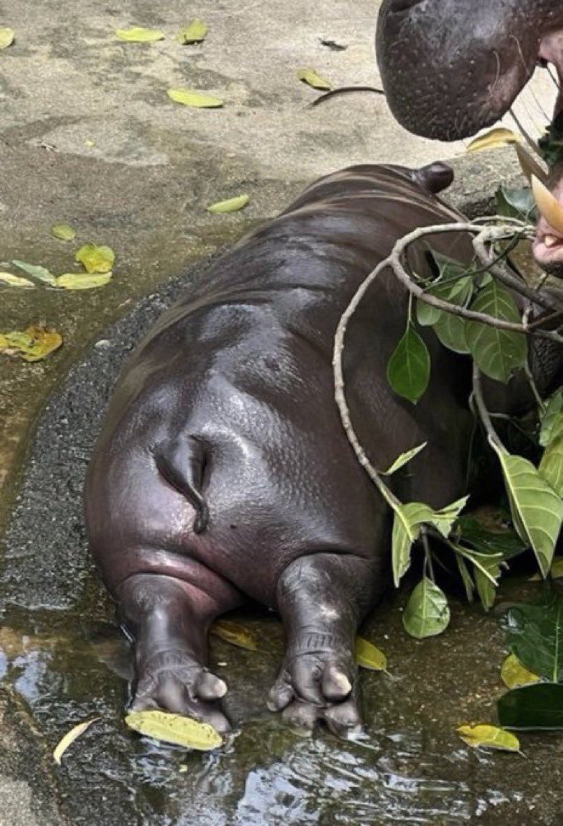 Hello April 🦛💕👋

#moodeng