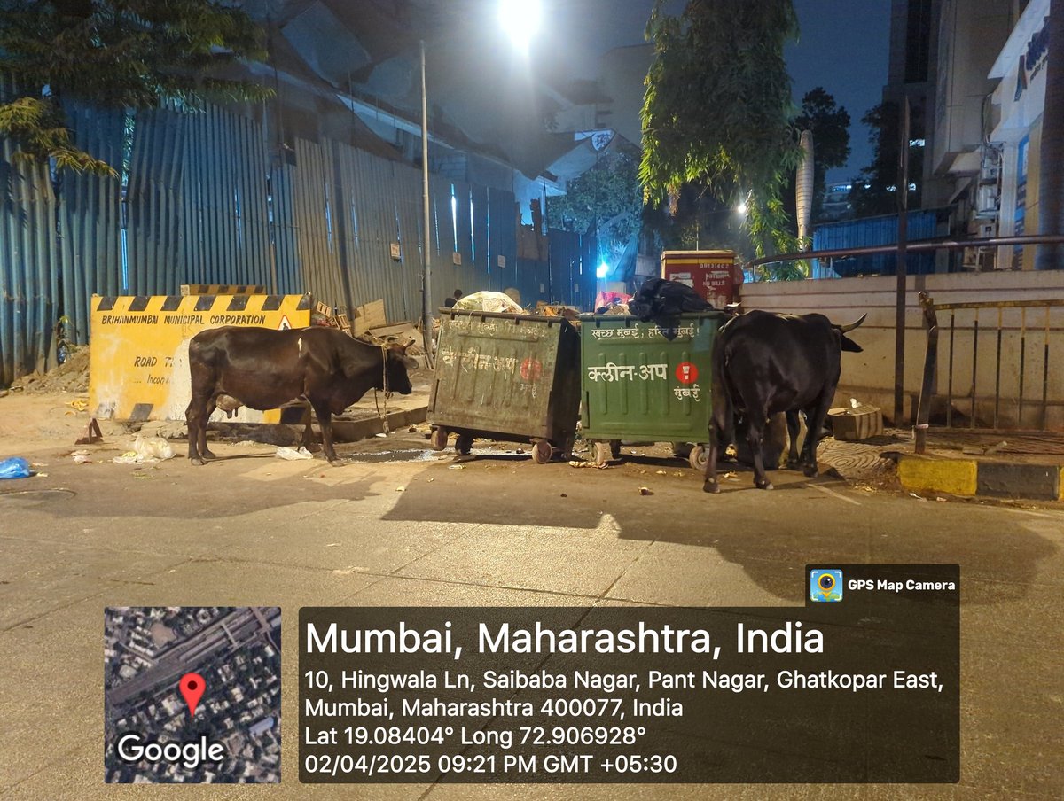 princejaininc's tweet image. .@mybmc A public dustbin behind @mybmcWardN Office is overflowing, and cows recently honored as Rajmata by @mieknathshinde govt are eating garbage on the roads.
This is a serious health &amp;amp; sanitation concern. Request immediate cleanup &amp;amp; replacement with covered bins.
#SaveCows