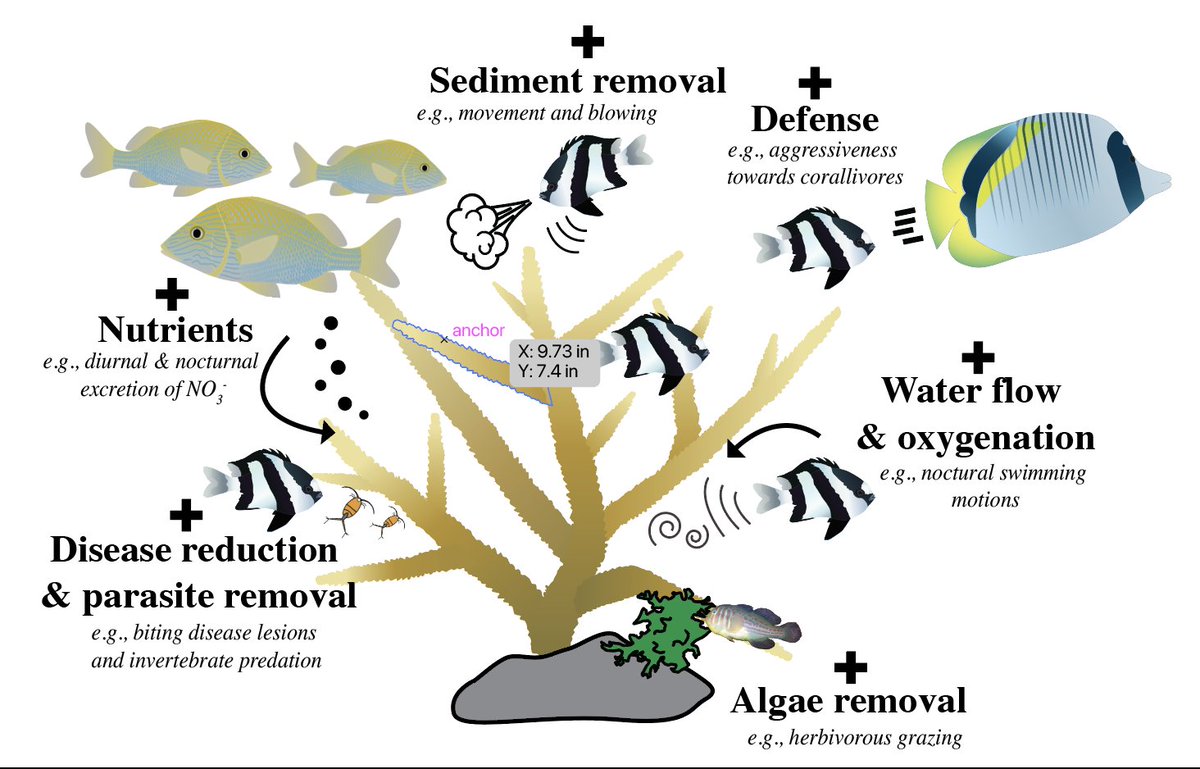 Adrian Stier (@adrianstier) on Twitter photo New in <a href="/ICRSCoralReefs/">International Coral Reef Society</a>'s Coral Reefs ! 🐟🪸 Our review of how coral-associated fishes boost coral health by enhancing oxygenation, nutrients, and defense—key allies for coral resilience. With <a href="/OsenbergLab/">Osenberg Lab</a> & <a href="/ToryJChase/">Tory Chase</a> drive.google.com/open?id=1s57zC…
#coralreef #marineecology New in <a href="/ICRSCoralReefs/">International Coral Reef Society</a>'s Coral Reefs ! 🐟🪸 Our review of how coral-associated fishes boost coral health by enhancing oxygenation, nutrients, and defense—key allies for coral resilience. With <a href="/OsenbergLab/">Osenberg Lab</a> & <a href="/ToryJChase/">Tory Chase</a> drive.google.com/open?id=1s57zC…
#coralreef #marineecology