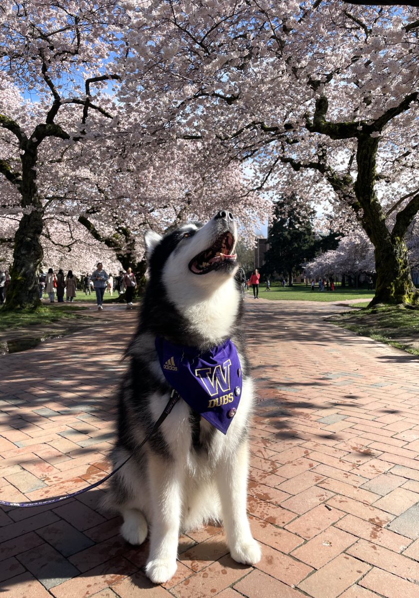 Basking in cherry perfection! 🌸 
#UWcherryblossoms