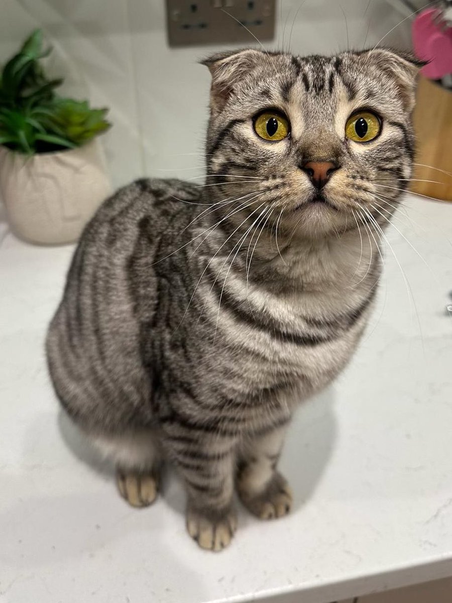 It’s whiskers Wednesday! ❤️🐾Nala😽