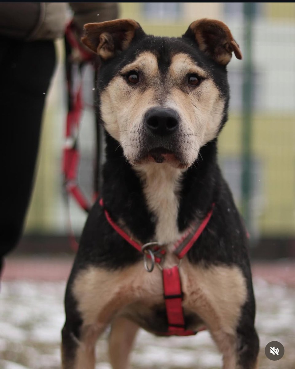 Я буду вас просити зробити репост 
Благаю 
Він три роки шукає сімʼю 
Він заслуговує на це 
Прошу вас 
Дайте йому шанс