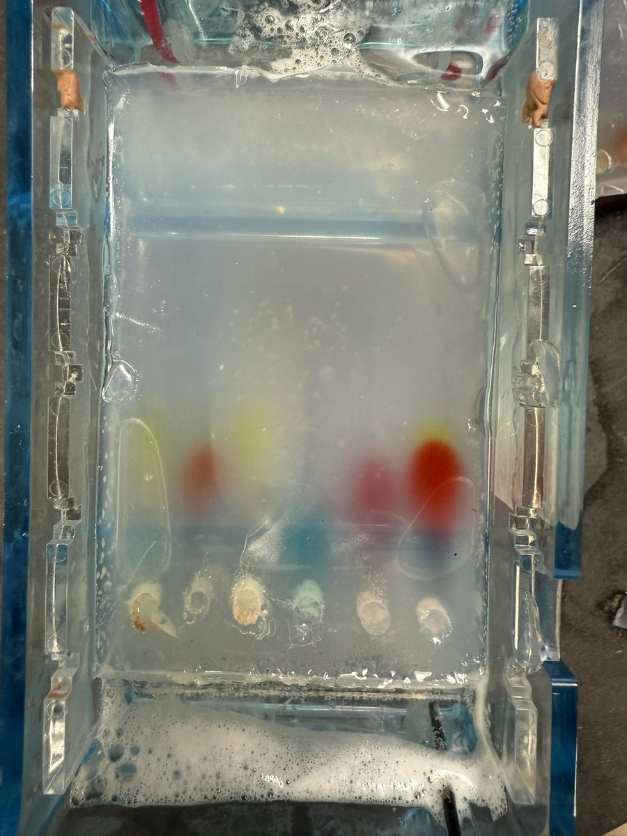BIO-100 and Physiology students are learning about DNA electrophoresis and how it is used in forensic science. <a href="/ReedsSpringHS/">RSHS Wolves 🐺</a> <a href="/OTCedu/">Ozarks Technical Community College</a>