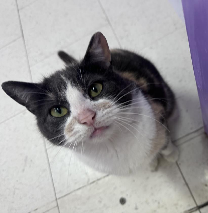 PetfindToronto's tweet photo. #SOUTHKINGSWAY #THEQUEENSWAY #INNISFREECOURT 0BLK Pls RT2unite #FOUND #CAT- 31-Mar-25 #Toronto Animal Services A1003566 #PUBLIC L&F 416-338-7297 CALICO POINT DSH F/2Yr https://t.co/nSKezAzRJP