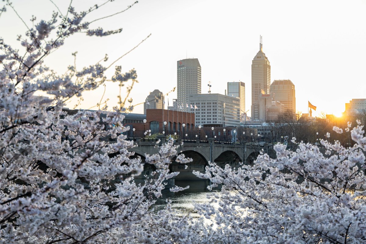 Visit Indy (@visitindy) on Twitter photo The cherry blossoms at <a href="/WhiteRiverStPrk/">White River State Park🌿</a> are officially in bloom 😍🌸
Spring is here, and there’s no better time to stroll through the largest urban state park in the country. Don’t miss this floral beauty. Plan your visit now!
🔗 bit.ly/4jdl1mN The cherry blossoms at <a href="/WhiteRiverStPrk/">White River State Park🌿</a> are officially in bloom 😍🌸
Spring is here, and there’s no better time to stroll through the largest urban state park in the country. Don’t miss this floral beauty. Plan your visit now!
🔗 bit.ly/4jdl1mN