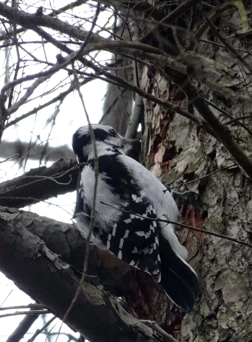 Great Meander, male downy woodpecker, eroded tree roots land female downy woodpecker on Mast Trail in <a href="/RNUP/">MAITREYEE PAL</a>.