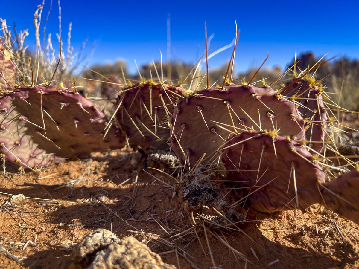 CjStewart_songs's tweet image. – Defense mechanism: maxed out
– Color palette: post-apocalyptic fairy tale
– Mood: unapproachable excellence
#PricklyPear #DesertMood
▪️
🎧 Your music pairing: open.spotify.com/album/0uiQchzM…